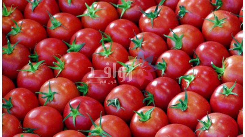 تراجع ملحوظ بأسعار البندورة مع زيادة المعروض في الأسواق