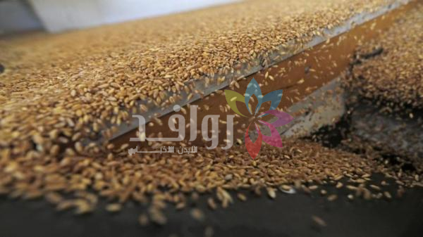 المزارعون يسلمون الحكومة 100 ألف طن قمح وشعير