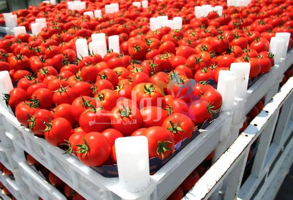 خريسات: الأردن يصدّر 3200 طن خضار وفواكه يوميا