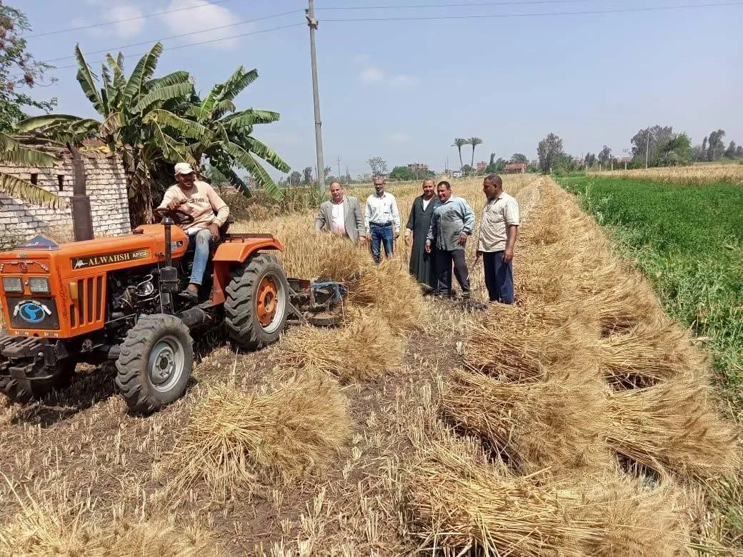 معدلات توريد القمح في مصر تتجاوز حاجز 4.7 مليون طن والحكومة تقيم النتائج