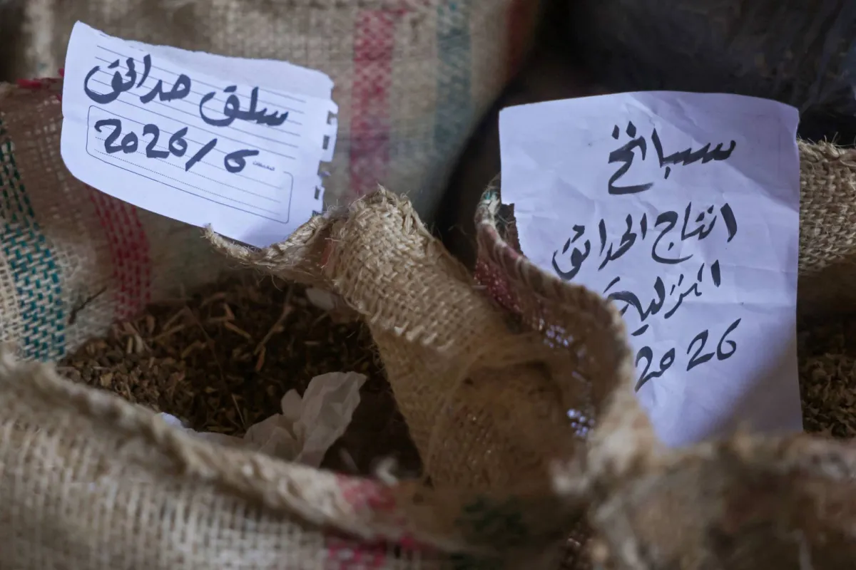 بنك بذور غزة صمام امان زراعي في قلب المعاناة
