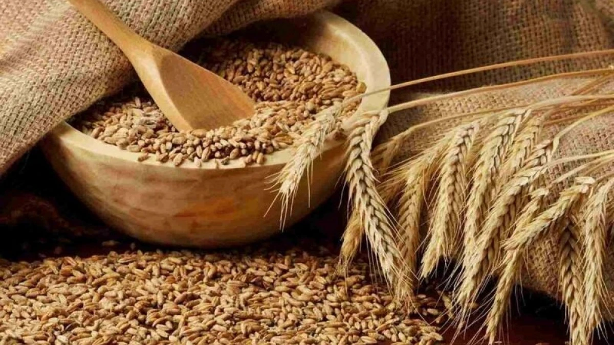 وزارة الصناعة والتجارة تطرح عطاء ضخما لاستيراد كميات كبيرة من الشعير