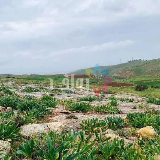 عمّان: العثور على جثة شاب في منطقة أبو السوس
