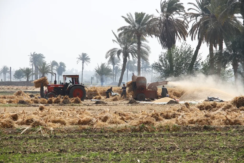 مصر تضع خطة طموحة لرفع توريد القمح المحلي وتعزيز الامن الغذائي